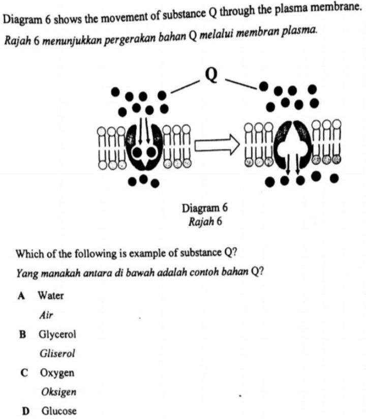 Diagram 6 shows the movement of substance Q through the plasma membrane.
Rajah 6 menunjukkan pergerakan bahan Q melalui membran plasma.
Which of the following is example of substance Q?
Yang manakah antara di bawah adalah contoh bahan Q?
A Water
Air
B Glycerol
Gliserol
C Oxygen
Oksigen
D Glucose