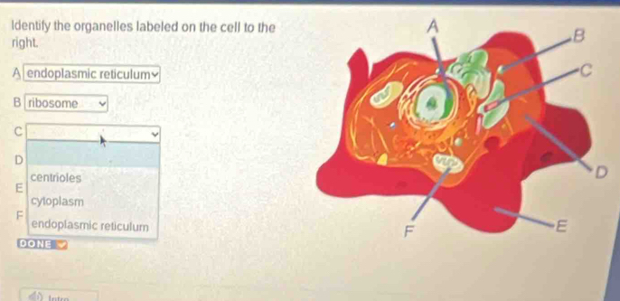 Solved: Identify the organelles labeled on the cell to the right. A