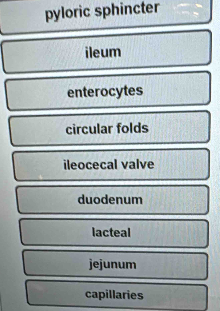 pyloric sphincter