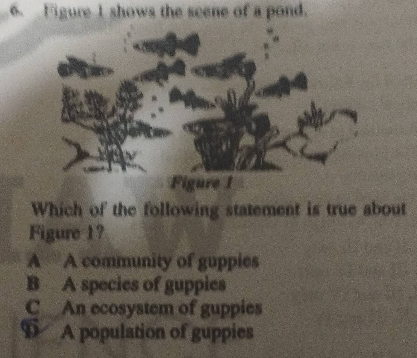 Figure 1 shows the scene of a pond.
Which of the following statement is true about
Figure 1?
A A community of guppies
B A species of guppies
C An ecosystem of guppies
D A population of guppies