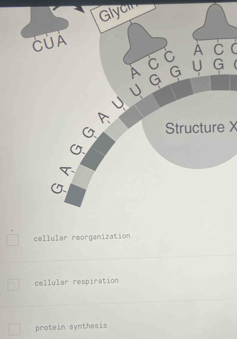 Glycin
CU A
C C A C (
A 7
G U G
Structure X
cellular reorganization
cellular respiration
protein synthesis