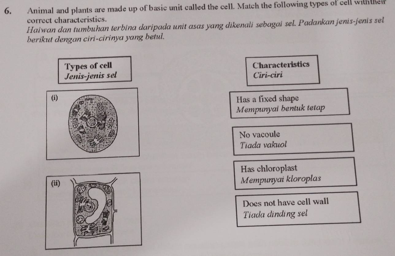 Animal and plants are made up of basic unit called the cell. Match the following types of cell withtheir
correct characteristics.
Haiwan dan tumbuhan terbina daripada unit asas yang dikenali sebagai sel. Padankan jenis-jenis sel
berikut dengan ciri-cirinya yang betul.
Types of cell Characteristics
Jenis-jenis sel Ciri-ciri
Has a fixed shape
Mempunyai bentuk tetap
No vacoule
Tiada vakuol
Has chloroplast
Mempunyai kloroplas
Does not have cell wall
Tiada dinding sel