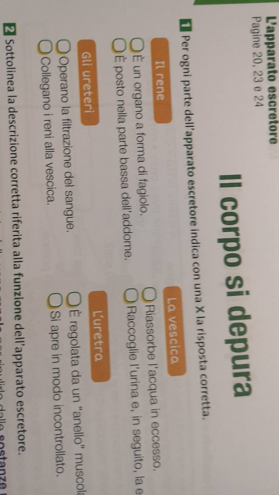 L'apparato escretore 
Pagine 20, 23 e 24
Il corpo si depura 
Per ogni parte dell’apparato escretore indica con una X la risposta corretta. 
Il rene La vescica 
E un organo a forma di fagiolo. Riassorbe l'acqua in eccesso. 
È posto nella parte bassa dell'addome. Raccoglie l'urina e, in seguito, la e 
Luretra 
Gli ureterì 
Operano la filtrazione del sangue. É regolata da un “anello” muscola 
Collegano i reni alla vescica. Si apre in modo incontrollato. 
* Sottolinea la descrizione corretta riferita alla funzione dell’apparato escretore.