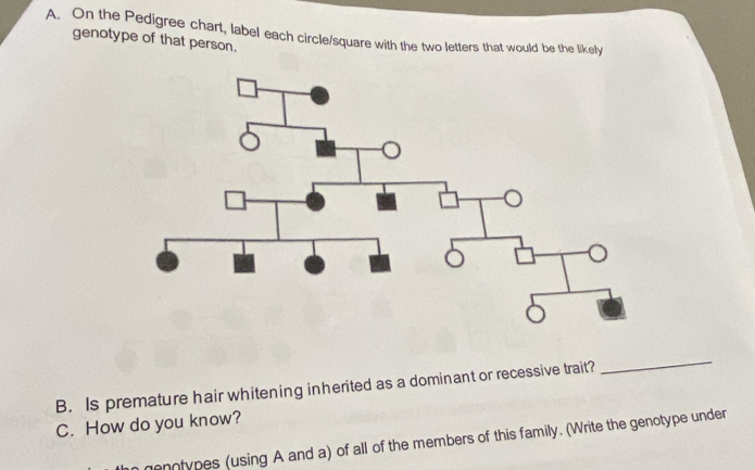 On the Pedigree chart, label each circle/square with the two letters that would be the likely 
genotype of that person. 
B. Is premature hair whitening inherited as a dominant or recessive trait? 
_ 
C. How do you know? 
menotypes (using A and a) of all of the members of this family. (Write the genotype under