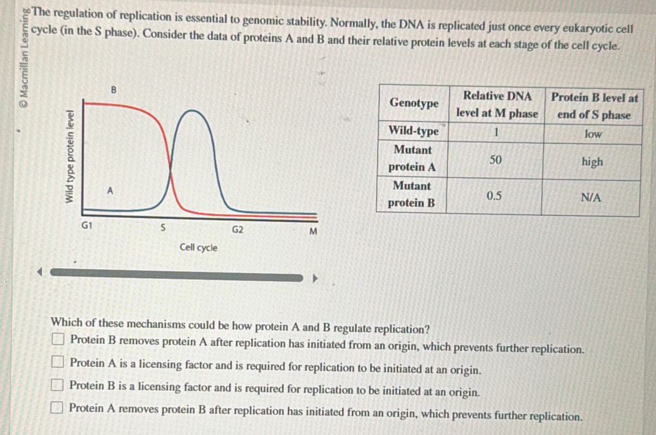 The regulation of replication is essential to genomic stability. Normally, the DNA is replicated just once every eukaryotic cell
cycle (in the S phase). Consider the data of proteins A and B and their relative protein levels at each stage of the cell cycle.
Which of these mechanisms could be how protein A and B regulate replication?
Protein B removes protein A after replication has initiated from an origin, which prevents further replication.
Protein A is a licensing factor and is required for replication to be initiated at an origin.
Protein B is a licensing factor and is required for replication to be initiated at an origin.
Protein A removes protein B after replication has initiated from an origin, which prevents further replication.