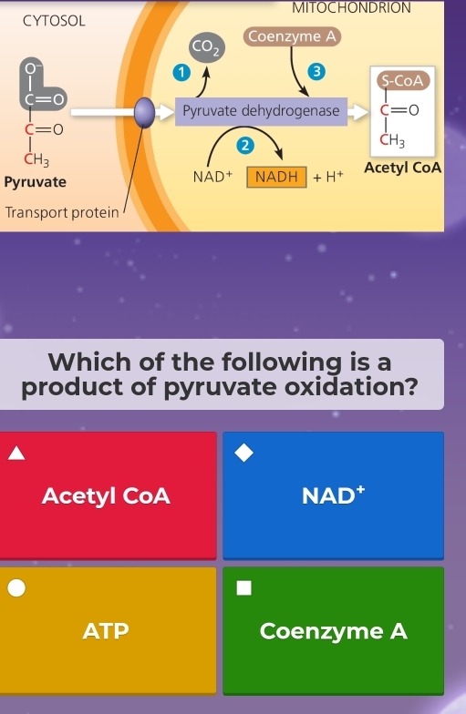 MITOCHONDRION
Pyruvate
Transport protein
Which of the following is a
product of pyruvate oxidation?
Acetyl CoA NAD⁺
ATP Coenzyme A