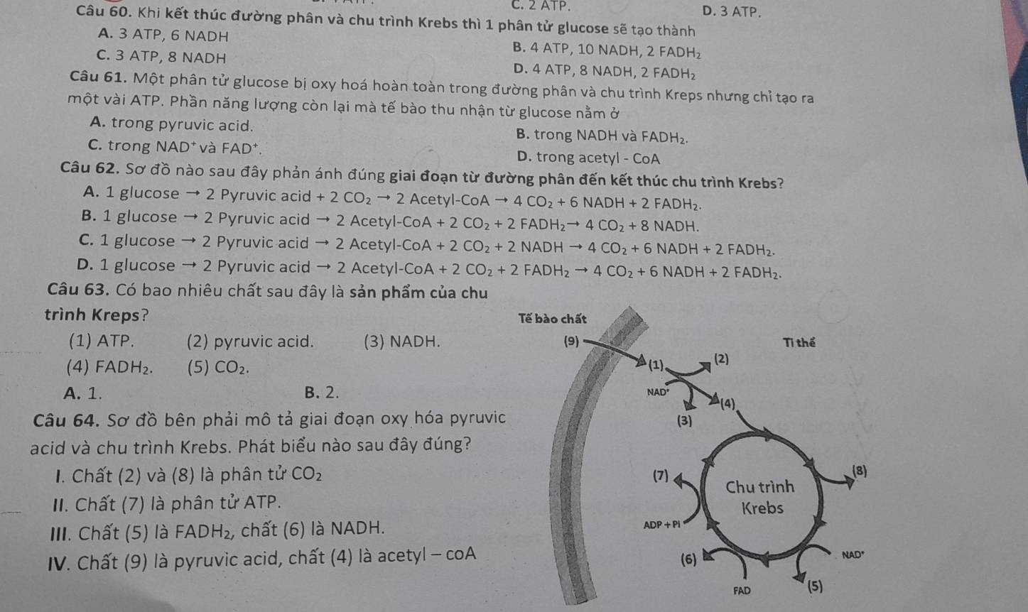 C. 2 ATP. D. 3 ATP.
Câu 60. Khi kết thúc đường phân và chu trình Krebs thì 1 phân tử glucose sẽ tạo thành
A. 3 ATP, 6 NADH B. 4 ATP, 10 NADH, 2FADH_2
C. 3 ATP, 8 NADH D. 4 ATP, 8 NADH 1,2FADH_2
Câu 61. Một phân tử glucose bị oxy hoá hoàn toàn trong đường phân và chu trình Kreps nhưng chỉ tạo ra
một vài ATP. Phần năng lượng còn lại mà tế bào thu nhận từ glucose nằm ở
A. trong pyruvic acid. B. trong NADH và FADH_2
C. trong NAD⁺ và FAD^+. D. trong acety I-CoA
Câu 62. Sơ đồ nào sau đây phản ánh đúng giai đoạn từ đường phân đến kết thúc chu trình Krebs?
A. 1 glucose → 2 Pyruvic acid +2CO_2to 2Acetyl-CoAto 4CO_2+6NADH+2FADH_2.
B. 1 glucose → 2 Pyruvic acid to 2Acetyl-CoA+2CO_2+2FADH_2to 4CO_2+8NADH.
C. 1 glucose → 2 Pyruvic acid to 2Acetyl-CoA+2CO_2+2NADHto 4CO_2+6NADH+2FADH_2.
D. 1 glucose → 2 Pyruvic acid to 2Acetyl-CoA+2CO_2+2FADH_2to 4CO_2+6NADH+2FADH_2.
Câu 63. Có bao nhiêu chất sau đây là sản phẩm của chu
trình Kreps? 
(1) ATP. (2) pyruvic acid. (3) NADH. 
(4) FADH_2. (5) CO_2.
A. 1. B. 2. 
Câu 64. Sơ đồ bên phải mô tả giai đoạn oxy hóa pyruvi
acid và chu trình Krebs. Phát biểu nào sau đây đúng?
I. Chất (2) và (8) là phân tử CO_2
II. Chất (7) là phân tử ATP.
III. Chất (5) là FADH_2 , chất (6) là NADH.
IV. Chất (9) là pyruvic acid, chất (4) là acetyl - coA