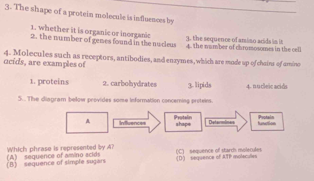 The shape of a protein molecule is influences by
1. whether it is organic or inorganic 3. the sequence of amino acids in it
2. the number of genes found in the nucleus 4. the number of chromosomes in the cell
4. Molecules such as receptors, antibodies, and enzymes, which are made up ofchains of amino
acids, are examples of
1. proteins 2. carbohydrates 3. lipids 4. nucleic acids
5. The diagram below provides some information concerning proteins.
Protein Protein
A Influences shape Determines function
Which phrase is represented by A?
(A) sequence of amino acids (C) sequence of starch molecules
(B) sequence of simple sugars (D) sequence of ATP molecules