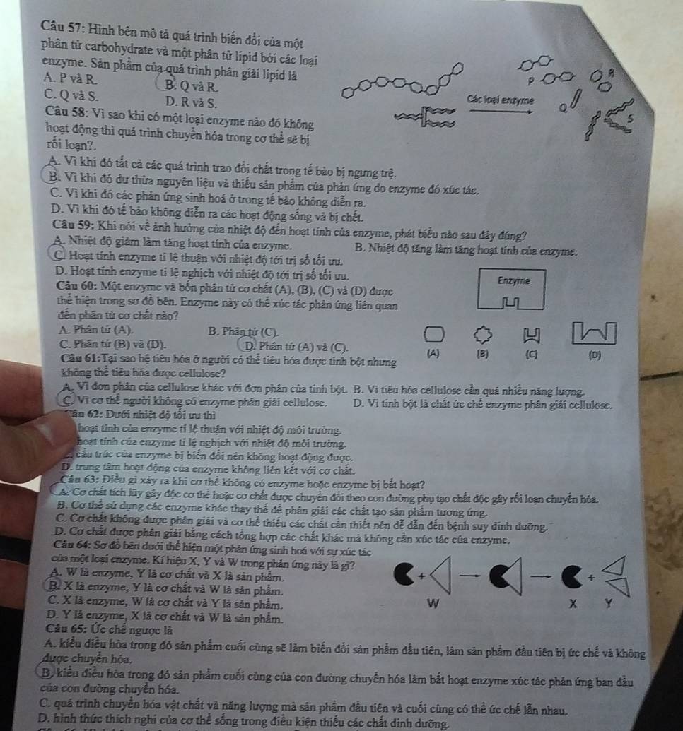 Hình bên mô tả quá trình biến đổi của một
phân tử carbohydrate và một phân tử lipid bởi các loại
enzyme. Sản phẩm của quá trình phân giải lipíd là
A. P và R. B. Q và R Các loại enzyme
C. Q và S. D. R và S.
Câu 58: Vì sao khi có một loại enzyme nào đó không
hoạt động thì quá trình chuyển hóa trong cơ thể sẽ bị
rối loạn?.
A. Vì khi đó tắt cả các quá trình trao đổi chất trong tế bào bị ngưng trệ.
B. Vì khi đó du thừa nguyên liệu và thiếu sản phẩm của phản ứng do enzyme đó xúc tác,
C. Vì khi đó các phản ứng sinh hoá ở trong tế bào không diễn ra.
D. Vì khi đó tế bảo không diễn ra các hoạt động sống và bị chết.
Câu 59: Khi nói về ảnh hưởng của nhiệt độ đến hoạt tính của enzyme, phát biểu nào sau đây đúng?
A. Nhiệt độ giảm làm tăng hoạt tính của enzyme. B. Nhiệt độ tăng làm tăng hoạt tính của enzyme.
C. Hoạt tính enzyme ti lệ thuận với nhiệt độ tới trị số tối ưu.
D. Hoạt tính enzyme tỉ lệ nghịch với nhiệt độ tới trị số tối ưu.
Enzyme
Câu 60: Một enzyme và bốn phân tử cơ chất (A), (B), (C) và (D) được
thể hiện trong sơ đồ bên. Enzyme này có thể xúc tác phản ứng liên quan
dến phân tử cơ chất nào?
A. Phân tử (A). B. Phân tử (C).
C. Phân tử (B) và (D). D. Phân tứ (A) và (C).
Câu 61:Tại sao hệ tiêu hóa ở người có thể tiêu hóa được tinh bột nhưng (A) (3) C (D)
không thể tiêu hóa được cellulose?
A. Vì đơn phân của cellulose khác với đơn phân của tinh bột. B. Vì tiêu hóa cellulose cần quá nhiều năng lượng.
C Vì cơ thể người không có enzyme phân giải cellulose. D. Vi tinh bột là chất ức chế enzyme phân giải cellulose.
Tâu 62: Dưới nhiệt độ tối ưu thì
hoạt tính của enzyme tỉ lệ thuận với nhiệt độ môi trường.
hoạt tính của enzyme tỉ lệ nghịch với nhiệt độ môi trường.
tấu trúc của enzyme bị biến đổi nên không hoạt động được.
D. trung tâm hoạt động của enzyme không liên kết với cơ chất.
Câu 63: Điều gì xảy ra khi cơ thể không có enzyme hoặc enzyme bị bắt hoạt?
A. Cơ chất tích lũy gây độc cơ thể hoặc cơ chất được chuyển đổi theo con đường phụ tạo chất độc gây rối loạn chuyển hóa.
B. Cơ thể sứ dụng các enzyme khác thay thế để phân giải các chất tạo sản phẩm tương ứng.
C. Cơ chất không được phân giải và cơ thể thiếu các chất cần thiết nên dễ dẫn đến bệnh suy đinh dưỡng.
D. Cơ chất được phân giải bằng cách tổng hợp các chất khác mà không cần xúc tác của enzyme.
Câu 64: Sơ đồ bên dưới thể hiện một phản ứng sinh hoá với sự xúc tá
của một loại enzyme. Kí hiệu X, Y và W trong phản ứng này là gì?
A. W là enzyme, Y là cơ chất và X là sân phẩm.
B. X là enzyme, Y là cơ chất và W là sản phẩm.
C. X là enzyme, W là cơ chất và Y là sản phẩm. 
D. Y là enzyme, X là cơ chất và W là sản phẩm.
Câu 65: Ức chế ngược là
A. kiểu điều hòa trong đó sản phẩm cuối cùng sẽ làm biến đổi sản phẩm đầu tiên, làm sản phẩm đầu tiên bị ức chế và không
được chuyển hóa,
B. kiểu điều hòa trong đó sản phẩm cuối cùng của con đường chuyển hóa làm bắt hoạt enzyme xúc tác phản ứng ban đầu
của con đường chuyển hóa.
C. quá trình chuyển hóa vật chất và năng lượng mà sản phẩm đầu tiên và cuối cùng có thể ức chế lẫn nhau.
D. hình thức thích nghi của cơ thể sống trong điều kiện thiếu các chất dinh dưỡng.