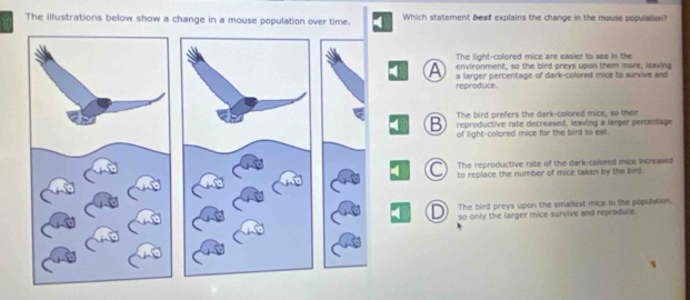 The illustrations below show a change in a mouse population over time. Which statement best explains the change in the mouse population?
The light-colored mice are easier to see in the
environment, so the bird preys upon them more, leaving
4 A a larger percentage of dark-colored mice to survive and
reproduce.
The bird prefers the dark-colored mice, so their
reproductive rate decreased, leaving a larger percentage
4 B of light-colored mice for the bird to eat.
The reproductive rate of the dark-colored mice increased
-0 to replace the number of mice taken by the bird.
The bird preys upon the smalliest mice in the population,
D so only the larger mice survive and reproduce.