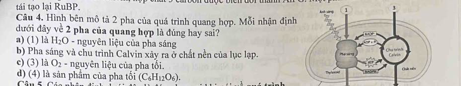 tái tạo lại RuBP. 
Câu 4. Hình bên mô tả 2 pha của quá trình quang hợp. Mỗi nhận định
đưới đây về 2 pha của quang hợp là đúng hay sai?
a) (1) là H_2O - nguyên liệu của pha sáng
b) Pha sáng và chu trình Calvin xảy ra ở chất nền của lục lạp.
c) (3) là O_2 - nguyên liệu của pha tối.
d) (4) là sản phẩm của pha tối (C_6H_12O_6).