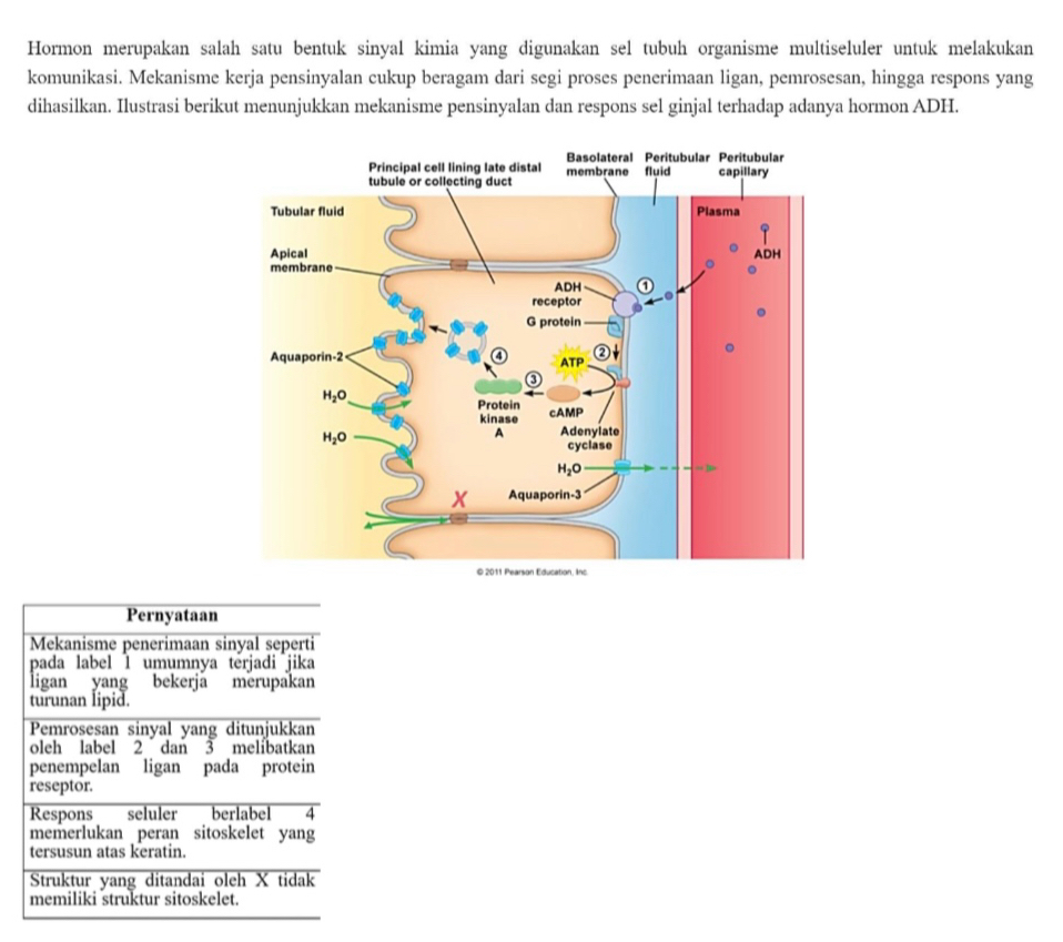 Hormon merupakan salah satu bentuk sinyal kimia yang digunakan sel tubuh organisme multiseluler untuk melakukan
komunikasi. Mekanisme kerja pensinyalan cukup beragam dari segi proses penerimaan ligan, pemrosesan, hingga respons yang
dihasilkan. Ilustrasi berikut menunjukkan mekanisme pensinyalan dan respons sel ginjal terhadap adanya hormon ADH.
Pernyataan
Mekanisme penerimaan sinyal seperti
pada label 1 umumnya terjadi jika
ligan yang bekerja merupakan
turunan lipid.
Pemrosesan sinyal yang ditunjukkan
oleh label 2 dan 3 melíbatkan
penempelan ligan pada protein
reseptor.
Respons seluler berlabel 4
memerlukan peran sitoskelet yang
tersusun atas keratin.
Struktur yang ditandai oleh X tidak
memiliki struktur sitoskelet.