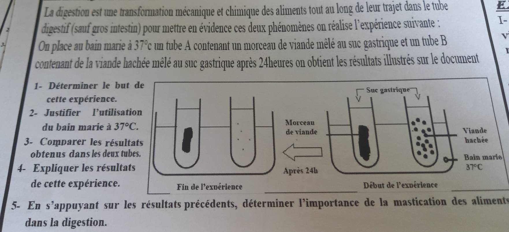 La digestion est une transformation mécanique et chimique des aliments tout au long de leur trajet dans le tube
E
I-
2
digestif (sauf gros intestin) pour mettre en évidence ces deux phénomènes on réalise l'expérience suivante :
3
On place au bain marie à 37°c un tube A contenant un morceau de viande mêlé au suc gastrique et un tube B
v
I
contenant de la viande hachée mêlé au suc gastrique après 24heures on obtient les résultats illustrés sur le document
1- Déterminer le bu
cette expérience.
2- Justifier l’utilisa
du bain marie à 37°C.
3- Comparer les résul
obtenus dans les deux t
4- Expliquer les résulta
de cette expérience. 
_
5- En S^7 dappuyant sur les résultats précédents, déterminer l'importance de la mastication des aliments
dans la digestion.