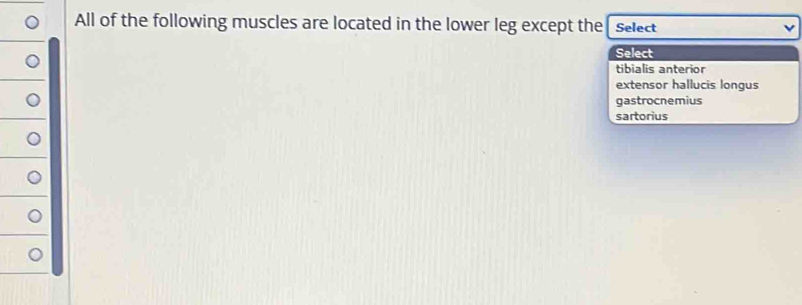 All of the following muscles are located in the lower leg except the Select
Select
tibialis anterior
extensor hallucis longus
gastrocnemius
sartorius