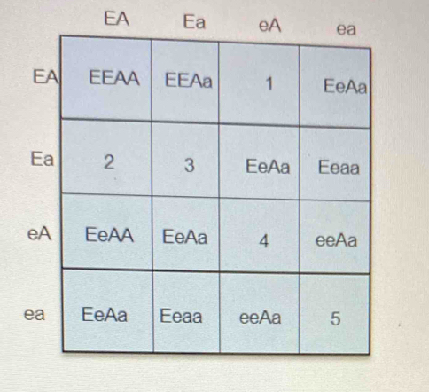 EA
E
E
e
ea