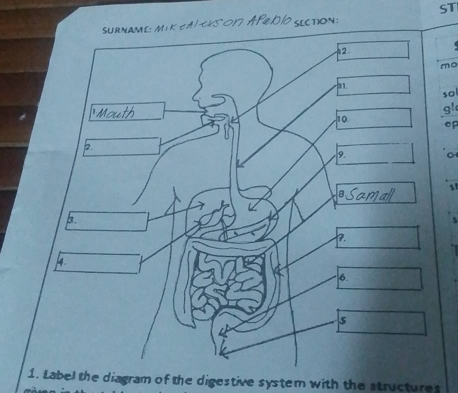 ST 
mo 
sol 
g 
ep 
st 
1. Label the diagram of the digestive system with the structures