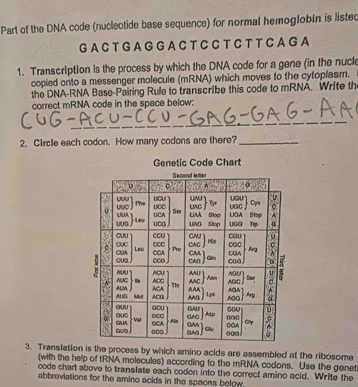 Part of the DNA code (nucleotide base sequence) for normal hemoglobin is listed 
G A C T G A G G A C T C C T C T T C A G A 
1. Transcription is the process by which the DNA code for a gene (in the nucle 
copied onto a messenger molecule (mRNA) which moves to the cytoplasm. 
the DNA-RNA Base-Pairing Rule to transcribe this code to mRNA. Write the 
correct mRNA code in the space below: 
_ 
2. Circle each codon. How many codons are there?_ 
Genetic Code Chart 
3. Translation is the process by which amino acids are assembled at the ribosome 
(with the help of tRNA molecules) according to the mRNA codons. Use the geneti 
code chart above to translate each codon into the correct amino acid. Write the 
abbreviations for the amino acids in the spaces below.