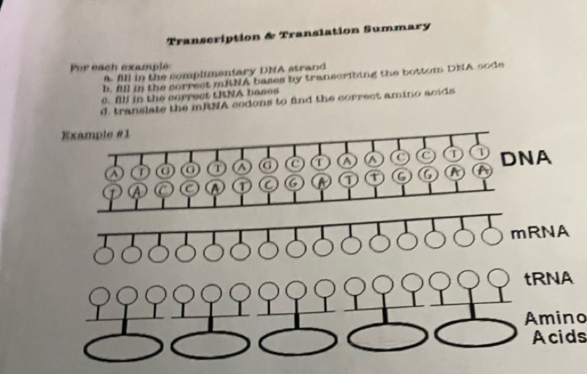 Solved: Transcription & Translation Summary Por each example a fill in ...
