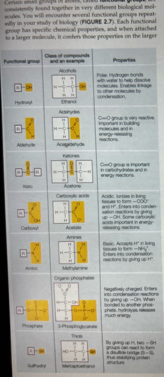 Certain sman groups of atoms, caed fanea
consistently found together in very different biological mol-
ecules. You will encounter several functional groups repeat-
edly in your study of biology (FIGURE 2.7). Each functional
group has specific chemical properties, and when attached
to a larger molecule, it confers those properties on the larger
Class of compounds
Functional group and an example Properties
Alcohols
Polar. Hydrogen bonds
with water to help dissolve
R
molecules. Enables linkage
to other molecules by
condensation.
Hydroxyl Ethanol
Aldehydes
H
C=C group is very reactive.
Important in building
R molecules and in
H
energy-releasing
reactions.
Aldehyde Acetaldehyde
Ketones
H C=0 group is important
R R
in carbohydrates and in
energy reactions.
Keto Acetone
Carboxylic acids Acidic. Ionizes in living
tissues to form —COO"
and H^+ , Enters into conden-
R
sation reactions by giving
up-OH. Some carboxylic
acids important in energy-
Carboxylreleasing reactions.
Basic. Accepts H^+ in living
tissues to form -NH_3^(+
Enters irito condensation
reactions by giving up H^+).
Amino 
Negatively charged. Enters
into condensation reactions
by giving up —OH. When
bonded to another phos-
phate, hydrolysis releases
much energy.
3-Phosphoglycerate
By giving up H, two —SH
groups can react to form
Ra disulfide bridge (S-S)
thus stabilizing protein
structure.
Sulfhydry!