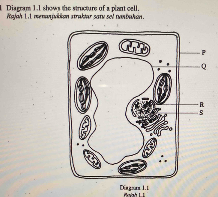 Diagram 1.1 shows the structure of a plant cell. 
Rajah 1.1 menunjukkan struktur satu sel tumbuhan. 
Diagram 1.1 
Rajah 1.1