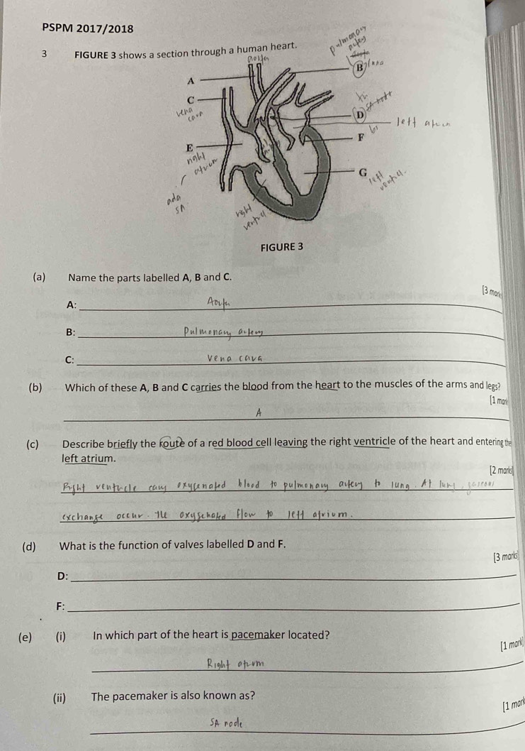 PSPM 2017/2018 
3 FIGURE 3 shows a 
(a) Name the parts labelled A, B and C. 
_ 
[3 mark 
A: 
B: 
_ 
C:_ 
(b) Which of these A, B and C carries the blood from the heart to the muscles of the arms and legs? 
[1 mark 
_ 
A 
(c) Describe briefly the route of a red blood cell leaving the right ventricle of the heart and entering the 
left atrium. 
[2 marks| 
_ 
_ 
(d) What is the function of valves labelled D and F. 
[3 marks 
D:_ 
F: 
_ 
(e) (i) In which part of the heart is pacemaker located? 
[1 mark] 
_ 
(ii) The pacemaker is also known as? 
[1 mark 
_ 
_