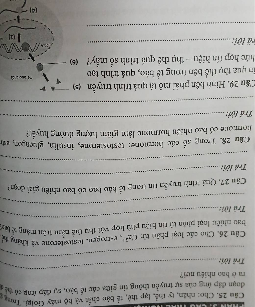 Cho: nhân, ty thể, lạp thể, tế bào chất và bộ máy Golgi. Trong g 
đoạn đáp ứng của sự truyền thông tin giữa các tế bào, sự đáp ứng có thể da 
_ 
ra ở bao nhiêu nơi? 
_ 
Trả lời: 
Câu 26. Cho các loại phân tử: Ca^(2+) , estrogen, testosterone và kháng thể. 
_ 
bao nhiêu loại phân tử tín hiệu phù hợp với thụ thể nằm trên màng tế bàoi 
_ 
Trả lời: 
Câu 27. Quá trình truyền tin trong tế bào bao có bao nhiêu giai đoạn? 
_ 
Trả lời: 
_ 
Câu 28. Trong số các hormone: testosterone, insulin, glucagon, estr 
hormone có bao nhiêu hormone làm giảm lượng đường huyết? 
Trả lời: 
_ 
_ 
Câu 29. Hình bên phải mô tả quá trình truyền (5) 
in qua thụ thể bên trong tế bào, quá trình tạo 
Tế bào chất 
hức hợp tín hiệu - thụ thể quá trình số mấy? (6) 
rả lời:_ 
DNA 
(1) N 
_ 
(4)