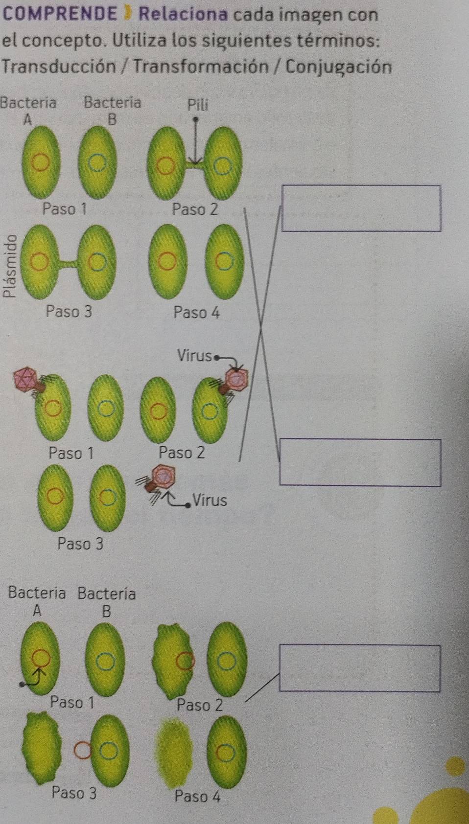 COMPRENDE 》 Relaciona cada imagen con 
el concepto. Utiliza los siguientes términos: 
Transducción / Transformación / Conjugación 
Bactería Bacteria Pili 
A 
B 
Paso 1 Paso 2 
ξ 
Paso 3 Paso 4 
Bacteria Bacteria