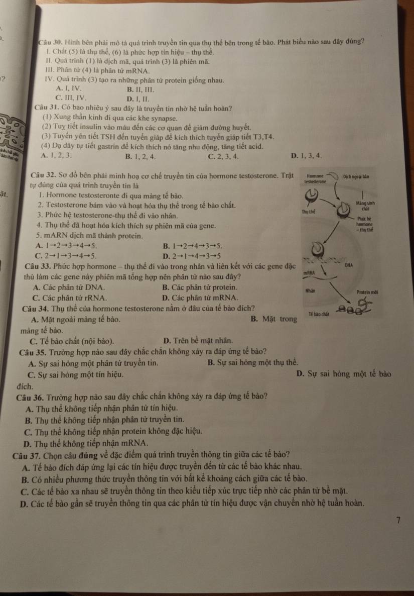 Hình bên phải mô tả quá trình truyền tin qua thụ thể bên trong tế bảo. Phát biểu nào sau đây đúng?
l. Chất (5) là thụ thể, (6) là phức hợp tín hiệu - thụ thể.
II. Quá trinh (1) là dịch mã, quá trình (3) là phiên mã.
III. Phân tử (4) là phân tử mRNA.
? IV. Quả trình (3) tạo ra những phân tử protein giống nhau.
A. I, IV. B. lI, III.
C. III, IV. D. l, II,
Câu 31. Có bao nhiêu ý sau đây là truyền tin nhờ hệ tuần hoàn?
(1) Xung thần kinh đi qua các khe synapse.
(2) Tuy tiết insulin vào máu đến các cơ quan để giảm đường huyết.
(3) Tuyến yên tiết TSH đến tuyển giáp để kích thích tuyến giáp tiết T3,T4.
O  
(4) Dạ dày tự tiết gastrin để kích thích nó tăng nhu động, tăng tiết acid.
cà chất qin A. 1, 2, 3. B. 1, 2, 4. C. 2, 3, 4. D. 1, 3, 4.
hào thực da
Câu 32. Sơ đồ bên phải minh hoạ cơ chế truyền tin của hormone testosterone. Trật
tự đúng của quá trình truyền tin là 
ặt. 1. Hormone testosteronte đi qua màng tế bào.
2. Testosterone bám vào và hoạt hóa thụ thể trong tế bào chất. 
3. Phức hệ testosterone-thụ thể đi vào nhân. 
4. Thụ thể đã hoạt hóa kích thích sự phiên mã của gene. 
5. mARN dịch mã thành protein.
A. 1to 2to 3to 4to 5. B. 1to 2to 4to 3to 5.
C. 2to 1to 3to 4to 5. D. 2to 1to 4to 3to 5
Câu 33. Phức hợp hormone - thụ thể đi vào trong nhân và liên kết với các gene đặc
thù làm các gene này phiên mã tổng hợp nên phân tử nào sau đây?
A. Các phân tử DNA. B. Các phân tử protein.
C. Các phân tử rRNA. D. Các phân tử mRNA. 
Câu 34. Thụ thể của hormone testosterone nằm ở đâu của tế bào đích?
A. Mặt ngoài màng tế bào. B. Mặt trong
màng tế bào.
C. Tế bào chất (nội bào). D. Trên bề mặt nhân.
Câu 35. Trường hợp nào sau đây chắc chắn không xảy ra đáp ứng tế bảo?
A. Sự sai hỏng một phân tử truyền tin. B. Sự sai hỏng một thụ thể.
C. Sự sai hòng một tín hiệu. D. Sự sai hỏng một tế bào
đích.
Câu 36. Trường hợp nào sau đây chắc chắn không xảy ra đáp ứng tế bảo?
A. Thụ thể không tiếp nhận phân tử tín hiệu.
B. Thụ thể không tiếp nhận phân tử truyền tin.
C. Thụ thể không tiếp nhận protein không đặc hiệu.
D. Thụ thể không tiếp nhận mRNA.
Câu 37. Chọn câu đúng về đặc điểm quá trình truyền thông tin giữa các tế bảo?
A. Tế bảo đích đáp ứng lại các tín hiệu được truyền đến từ các tế bào khác nhau.
B. Có nhiều phương thức truyền thông tin với bắt kể khoảng cách giữa các tế bào.
C. Các tế bảo xa nhau sẽ truyền thông tin theo kiểu tiếp xúc trực tiếp nhờ các phân tử bể mặt.
D. Các tế bảo gần sẽ truyền thông tin qua các phân tử tín hiệu được vận chuyển nhờ hệ tuần hoàn.
7
