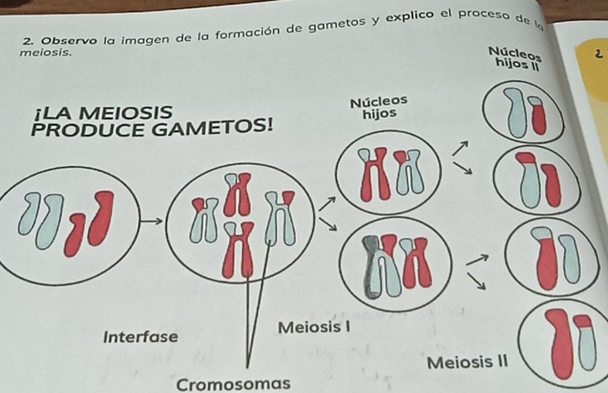 Observo la imagen de la formación de gametos y explico el proceso de la 
2 
Cromosomas