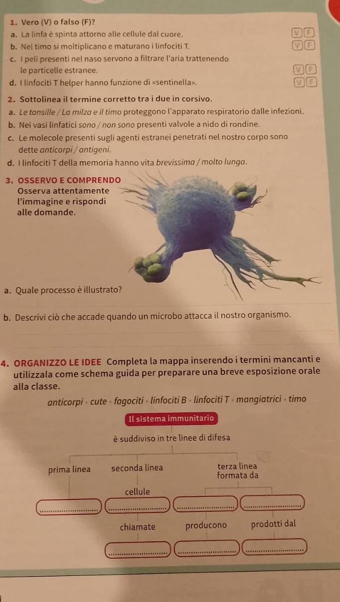 Vero (V) o falso (F)?
a. La linfa è spinta attorno alle cellule dal cuore. V
b. Nel timo si moltiplicano e maturano i linfociti T
c. I peli presenti nel naso servono a filtrare l’aria trattenendo
le particelle estranee.
vl F
d. I linfociti T helper hanno funzione di «sentinella». F
2. Sottolinea il termine corretto tra i due in corsivo.
a. Le tonsille / La milza e il timo proteggono l’apparato respiratorio dalle infezioni.
b. Nei vasi linfatici sono / non sono presenti valvole a nido di rondine.
c. Le molecole presenti sugli agenti estranei penetrati nel nostro corpo sono
dette anticorpi / antigeni.
d. I linfociti T della memoria hanno vita brevissima / molto lunga.
3. OSSERVO E COMPREN
Osserva attentamente
l’immagine e rispondi
alle domande.
a. Quale processo è illustra
b. Descrivi ciò che accade quando un microbo attacca il nostro organismo.
4. ORGANIZZO LE IDEE Completa la mappa inserendo i termini mancanti e
utilizzala come schema guida per preparare una breve esposizione orale
alla classe.
anticorpi » cute » fagociti » linfociti B « linfociti T » mangiatrici » timo
Il sistema immunitario
è suddiviso in tre linee di difesa
prima linea seconda linea terza linea
formata da
cellule
_
_
__
chiamate producono prodotti dal
_
_
_