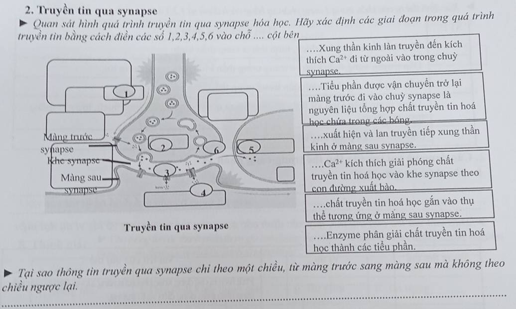 Truyền tin qua synapse
Quan sát hình quá trình truyền tin qua synapse hóa học. Hãy xác định các giai đoạn trong quá trình
truyền tin bằng cách điền các số 1, 2, 3, 4, 5, 6 vào chỗ .... cột bên
Xung thần kinh làn truyền đến kích
thích Ca^(2+) đi từ ngoài vào trong chuỳ
synapse..... .Tiểu phần được vận chuyền trở lại
màng trước đi vào chuỳ synapse là
nguyên liệu tổng hợp chất truyền tin hoá
chọc chứa trong các bóng
xuất hiện và lan truyền tiếp xung thần
kinh ở màng sau synapse.
Ca^(2+) kích thích giải phóng chất
truyền tin hoá học vào khe synapse theo
con đường xuất bào.
t chất truyền tin hoá học gắn vào thụ
thể tương ứng ở mảng sau synapse.
Truyền tin qua synapse.Enzyme phân giải chất truyền tin hoá
học thành các tiểu phần.
Tại sao thông tin truyền qua synapse chỉ theo một chiều, từ màng trước sang màng sau mà không theo
_
chiều ngược lại.