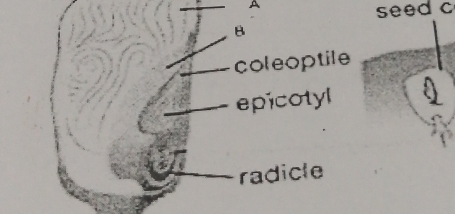 Solved: A seed c B coleoptile epicotyl radicle [Biology]