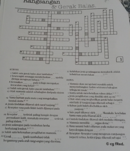 Rangsangan
& Gerak Balas.
ACROSS  25 Kelebihan jenis pendengaran stereußowik adolah
Salah satu gerak balas akar tumbzhan.
7 Sesetengah serang membebaskan DOWN kebolelsan mener tukan _p ar
& Kerosskan dirinya mengesan hahaya. _apabila
_pada telinga merupakan  2 Marusia akən mengalami masalah untuk
kecacatan yang kekal.'
22 Salah satu gerak balas pucuk tumbuhan. menyeimhangkan hadan sekiranyabahaṭian
telinga ini rosak.
13 Otak nmusia adalah scbahagian daripada sistem Kanta n tuk nen betulkan rabun  eka
f 4
14 Nama lapisan pada mata yang mengekalkan a Jenis penglihatan yang dimáliki olel ayam.
bentuk mata.= == 5 Otot-otot yang meghasilkan gerak halas (seperti
oo kaki & tangan)  juga dikenaïi scha 
_
_
16 Jenis tindakan dikawal olch saraf tunjang.  6 Rahun janh boleh discbhabkan olch
17 Reseptor rasa pada lidah boleh dijumpai pada _INNI.
A ” 
19 Rescntor _terfetak paling hampir dengan 9 Saiz pupä dikawat oleh kanta mata puła dīkawal olch . Manakała. ketebalan
  
permukaan kufit, manakala reseptor
_
paling dalam. terletak 10 Contoh tindakan dikawal olch medula oblongata.
1 Manusia memilikı
20 Jenis sokongan pada tumbuhan herba  15 Rasa umami bolch dikesan pada makanan yang organ deria:
berbatang lembut. kaya dengan dengan
21 Salah satu kelemahan penglihatan manusia. 48 Reseptor-Reseptor yang mengesan randsaugan
=* Gerak_ (pada tumbuban) tidak  (seperti retina, koklca) juga dikenali sehagai_
bergantung pada arah rangsangan yang diterima. cg fRed.