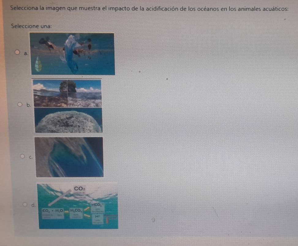 Selecciona la imagen que muestra el impacto de la acidificación de los océanos en los animales acuáticos:
Seleccione una:
b.