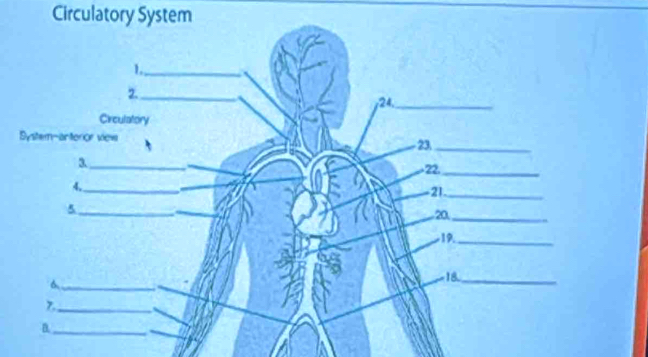 Circulatory System