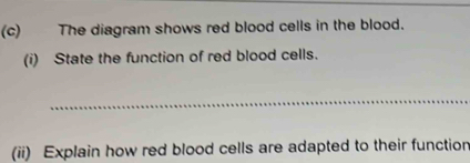 The diagram shows red blood cells in the blood. 
(i) State the function of red blood cells. 
_ 
(ii) Explain how red blood cells are adapted to their function