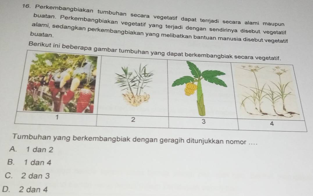 Perkembangbiakan tumbuhan secara vegetatif dapat terrjadi secara alami maupun
buatan. Perkembangbiakan vegetatif yang terjadi dengan sendirinya disebut vegetatif
alami, sedangkan perkembangbiakan yang melibatkan bantuan manusia disebut vegetatif
buatan.
Berikut ini beberambar tumbuhan yang dapat berkembangbiak secara vegetatif.
2
3
4
Tumbuhan yang berkembangbiak dengan geragih ditunjukkan nomor ...._
A. 1 dan 2
B. 1 dan 4
C. 2 dan 3
D. 2 dan 4