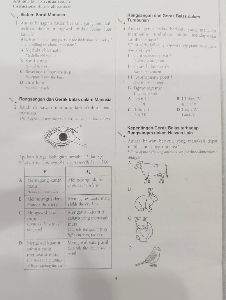 Arahan: Jawab semua soalan
Instructions: Answer all questions.
Sistem Saraf Manusia Rangsangan dan Gerak Balas dalam
Tumbuhan
1 Antara bahagian badan berikut. yang manakah 3 Antara gerak balas berikut, yang manakah
terlibat dalam mengawal tindak balas luar 
kawal? membantu tumbuhan untuk mendapatkan
Which of the following parts of the body that is involved sumber cahaya?
in controlling involuntary actions." Which of the following responses help plants to obtain a
A Medula oblongata source of light?
Mcdulla oblongara 1 Geotropisme positif
B Saraf spina Positive geotropism
Spinal nerves I] Gerak balas nastik
C Reseptor di bawah lutut Nastic movement
Receptor below the knce III Fototropisme positif
D Otot licin Positive phototropism
Smooth muscle IV Tigmotropisme
Thigmotropism
Rangsangan dan Gerak Balas dalam Manusia A I dan I1 B III dan IV
L and II III and IV
2 Rajah di bawah menunjukkan struktur mata C II dan III D I dan IV
manusia. II and III I and IV
The diagram below shows the structure of the human eye
Kepentingan Gerak Balas terhadap
Rangsangan dalam Haiwan Lain
Antara haiwan berikut, yang manakah dapat
melihat imej tiga dimensi?
Which of the following animals can see three-dimensional
Apakah fungsi bahagian berlabel P dan Q? images?
What are the functions of the parts labelled P and Q? A
B
C
D
8