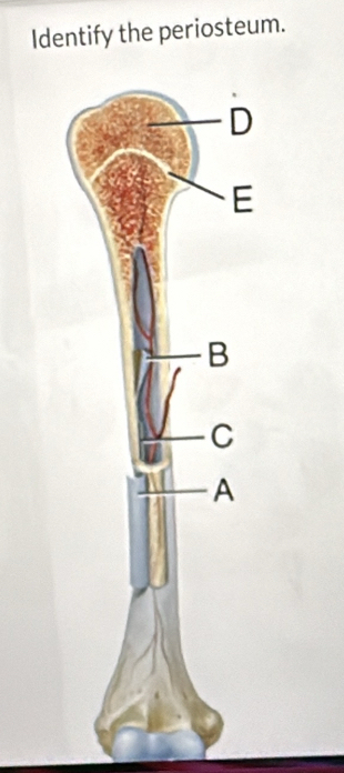 Identify the periosteum.