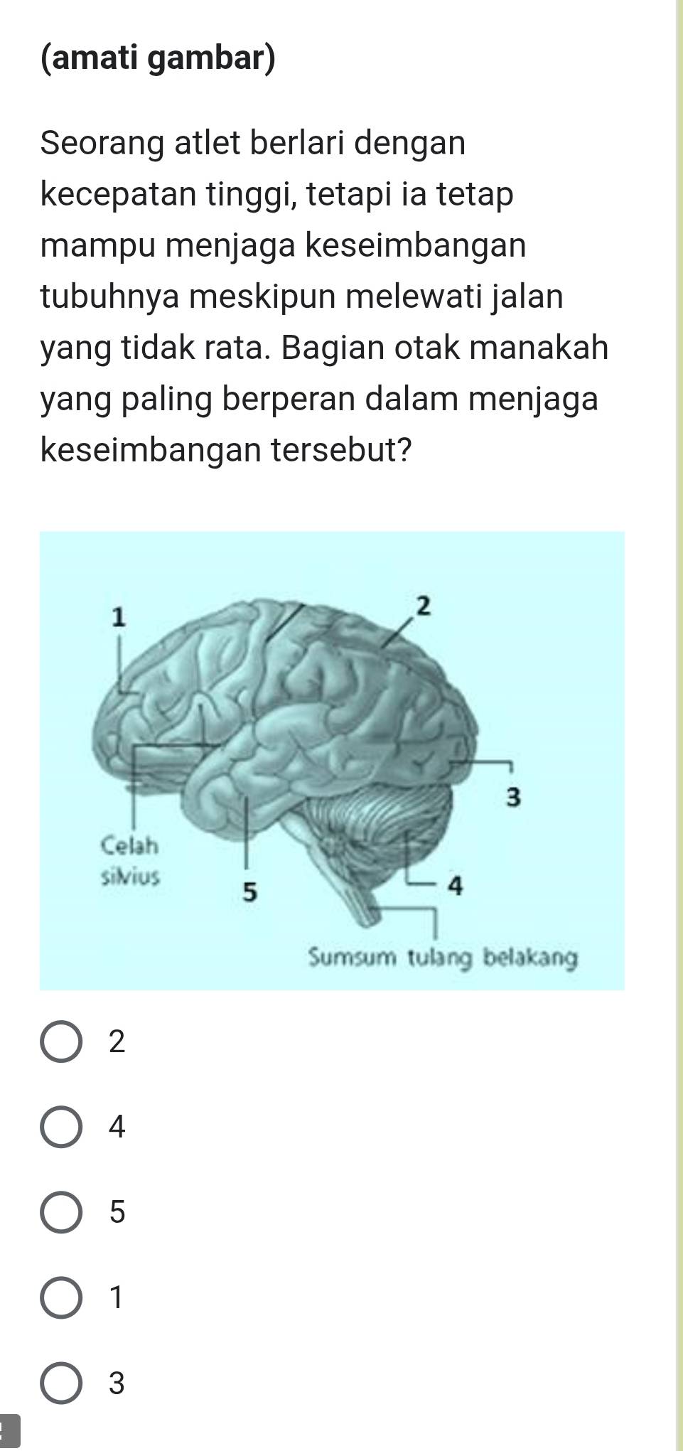 (amati gambar)
Seorang atlet berlari dengan
kecepatan tinggi, tetapi ia tetap
mampu menjaga keseimbangan
tubuhnya meskipun melewati jalan
yang tidak rata. Bagian otak manakah
yang paling berperan dalam menjaga
keseimbangan tersebut?
2
4
5
1
3