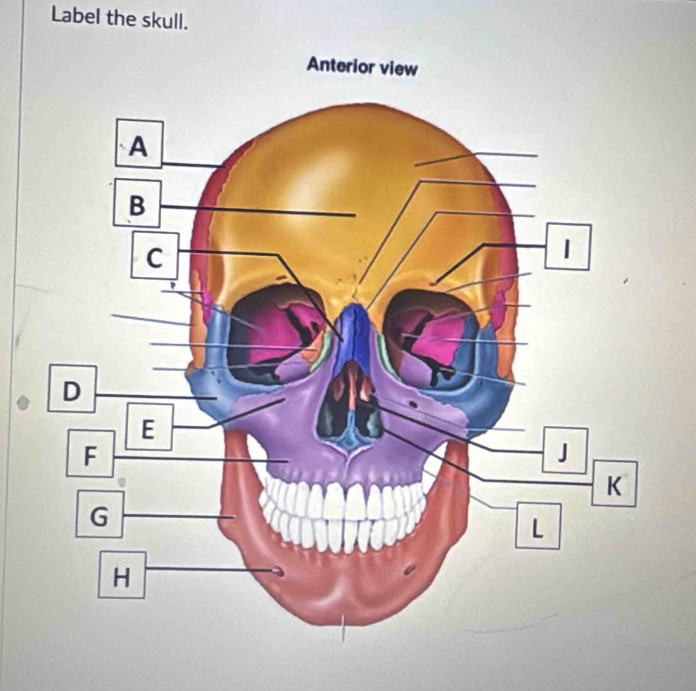 Label the skull.