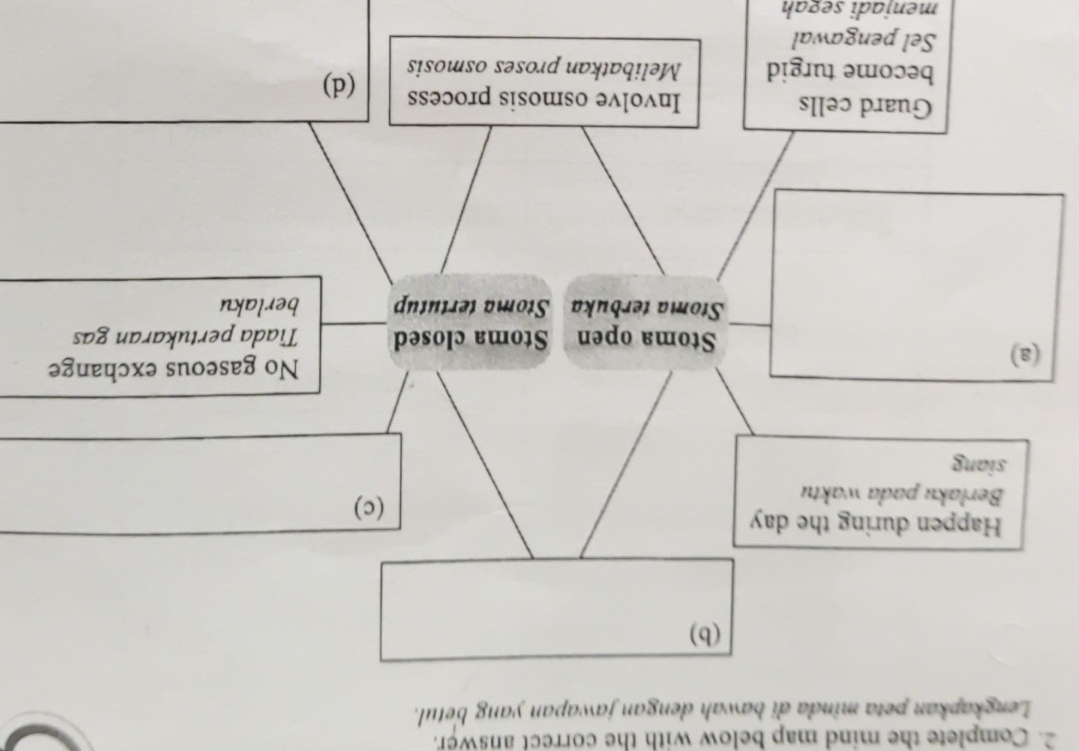 Complete the mind map below with the correct answer. 
Lengkapkan peta minda di bawah dengan jawapan yang betul. 
menjadi segah