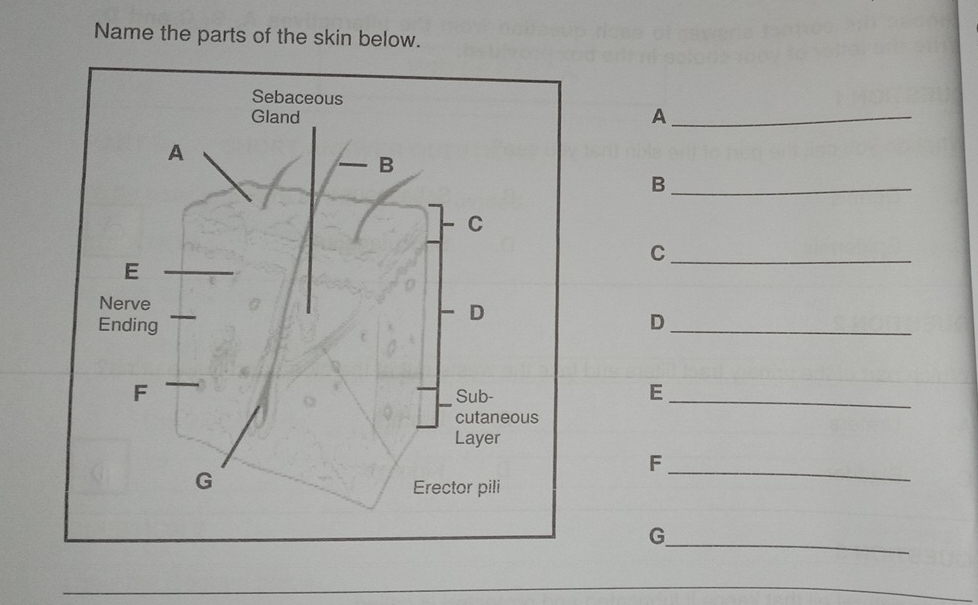 Name the parts of the skin below. 
_A 
_B 
_C 
_D 
E_ 
_F 
_G