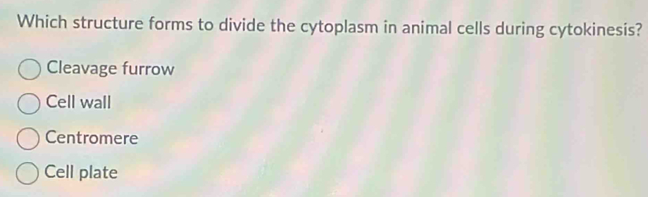 Which structure forms to divide the cytoplasm in animal cells during cytokinesis?
Cleavage furrow
Cell wall
Centromere
Cell plate