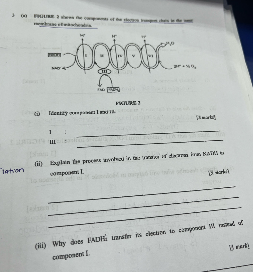 3 (a) FIGURE 2 shows the components of the electron transport chain in the inner
membrane of mitochondria.
FIGURE 2
(i) Identify component I and II.
[2 marks]
I：
_
Ⅲ:
_
(ii) Explain the process involved in the transfer of electrons from NADH to
component I.
[3 marks]
_
_
_
(iii) Why does FADH₂ transfer its electron to component III instead of
[1 mark]
component I.
_