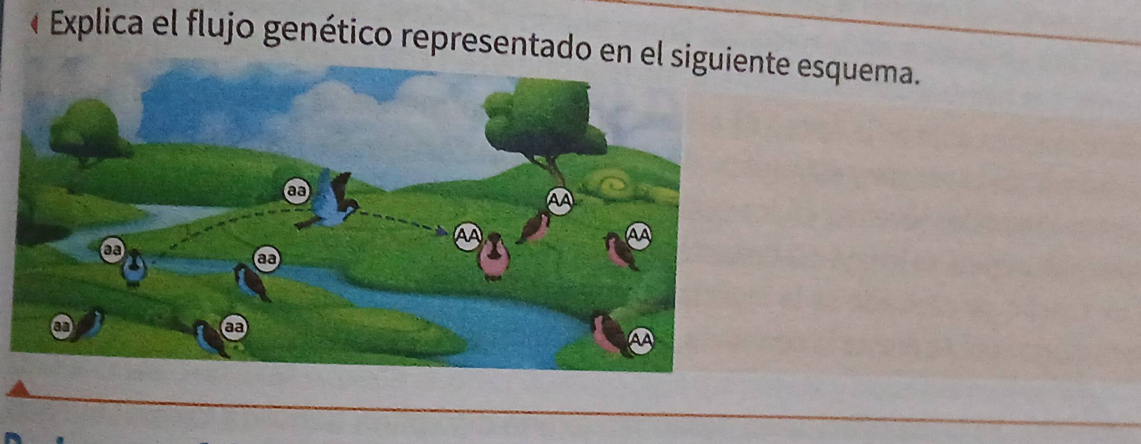 « Explica el flujo genético representado ene esquema.