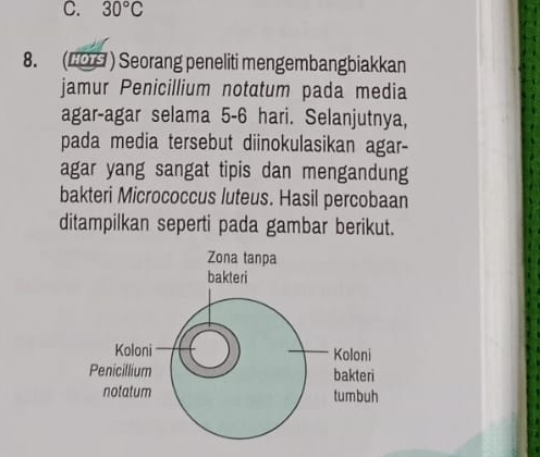 30°C
8. (#〇 ) Seorang peneliti mengembangbiakkan 
jamur Penicillium notatum pada media 
agar-agar selama 5-6 hari. Selanjutnya, 
pada media tersebut diinokulasikan agar- 
agar yang sangat tipis dan mengandung 
bakteri Micrococcus luteus. Hasil percobaan 
ditampilkan seperti pada gambar berikut.