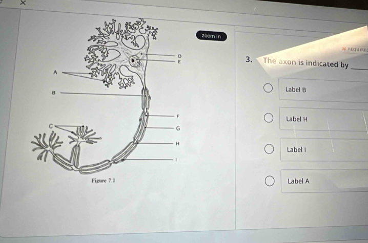 ×
zoom in
REQUIRER
3. The axon is indicated by_
Label B
Label H
Label I
Label A