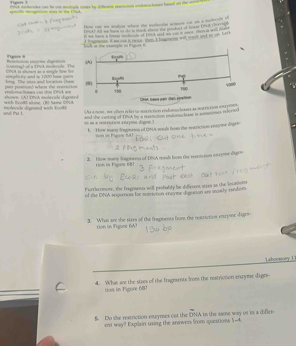 Solved: Figure 3 DNA molecules can be cut muliple times by different ...