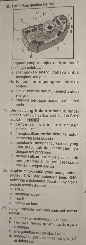 Perhatikan gambar berikut!
Organel yang ditunjuk oleh nomor 2
berfungsi untuk ....
a. menangkap energi cahaya untuk
menghasilkan gula
b. tempat berlangsungnya sintesis
protein
c. tempat respirasi sel untuk menghasilkan
energi
d. transpor berbagai macam substansi
kimia
19. Berikut yang bukan termasuk fungsi
organel yang dihasilkan oleh badan Golgi
adalah .... HOTS
a. berperan dalam pencernaan
intraseluler
b. menghasilkan enzim hidrolitik untuk
memecah polisakarida
c. membantu menghancurkan sel yang
Iuka atau mati dan menggantinya
dengan sel yang baru
d. menghasilkan enzim katalase untuk
menguraikan hidrogen peroksida
menjadi oksigen dan air
20. Bagian mitokondria yang mengandung
protein, DNA, dan beberapa jenis RNA,
sehingga mitokondria dapat menyintesis
protein sendiri disebut ....
a. krista
2
b. membran dalam
c. matriks
d. membran luar
21. Fungsi vakuola makanan pada sel hewan
adalah ....
a. membantu mencerna makanan
b. tempat menyimpan cadangan
makanan
c. menjalankan reaksi oksidasi sel
d. mengontrol pertukaran zat yang terjadi
di dalam sel